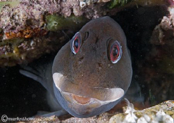 Shanny.
Trefor Pier, N. Wales.
60mm wet diopter. by Mark Thomas 